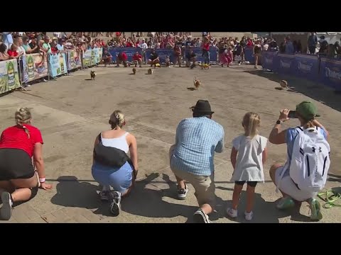 Weiner dog competition in Cincinnati - YouTube