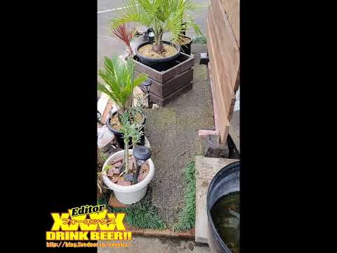 匍匐性のロックガーデンの植物: カラフルなロックガーデン用の見事な花を咲かせる常緑の多年草10本  庭園