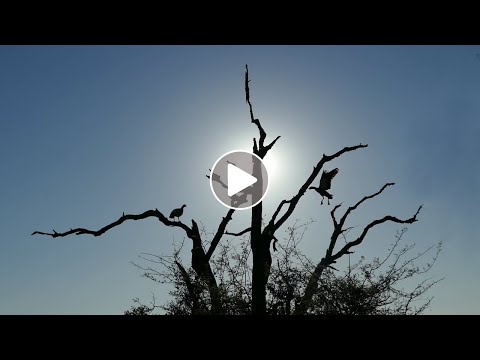 Most Effective Alarm Clock in the World!!!