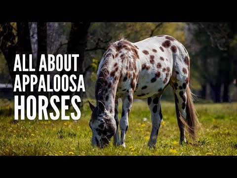 , title : 'Appaloosa Horses: Breed Profile, Facts and Care'