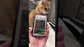 The King of Gen V Pokemon #pokemoncards #tradingcards #cards #pokemon #cat #britishshorthair