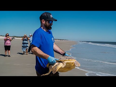 Video Thumbnail: Rehabilitated sea turtles released back into Atlantic Ocean off Florida