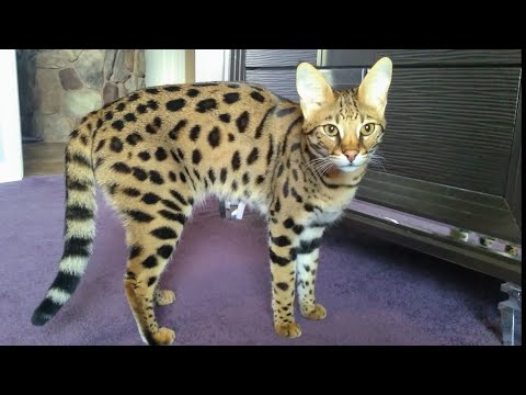 🐾 F1 Savannah Cats - PICKY EATERS ? Try This !!!