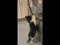 01 26 2020 Jacci S Video Of Tux Enjoying Washer TV