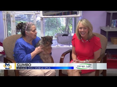 Pet of the Week: Gumbo, the Pom-mix - YouTube