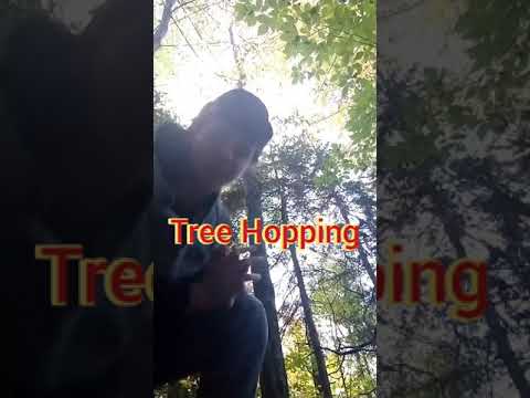 How to CLIMB Trees Without Branches