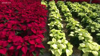 Red plants make green for SA business selling poinsettias