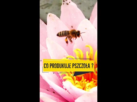 Pszczoła to jedyny owad... #pszczoły #ciekawostki #pszczeleciekawostki #pszczelarstwo #nauka