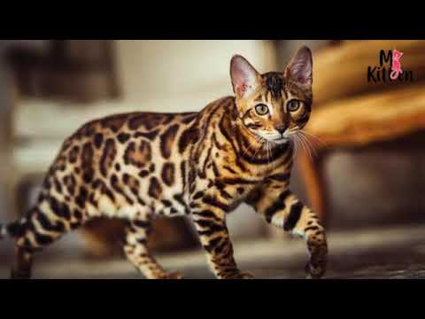 Everything You Need to Know About Bengal Cats and Kittens | Character and Temperament | Mykitten.in