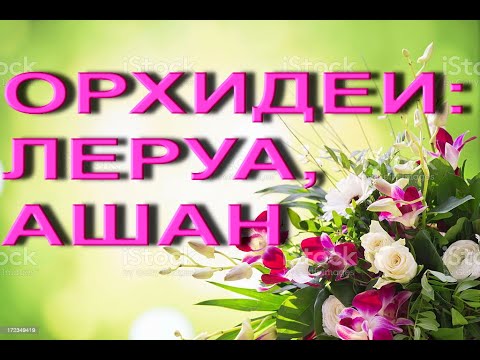 ОРХИДЕИ в ЛЕРУА и АШАНЕ тц "МЕГА",Самара,05.03.23.