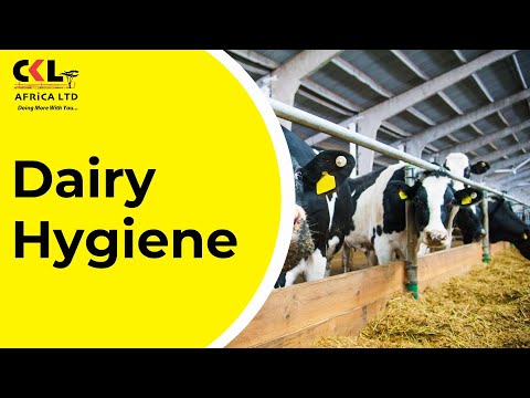 Dairy Hygiene: Preventing Mastitis and Boosting Production