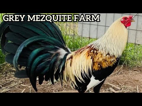 Clement Grey Yellow Leg Sweater Bull Hatch Doc Robinson Kelso - Beautiful Birds Mezquite Farm