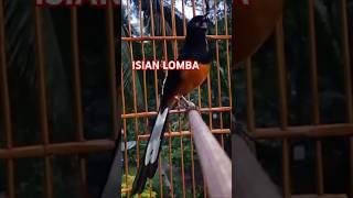 Download lagu isian murai batu MEWAH mp3