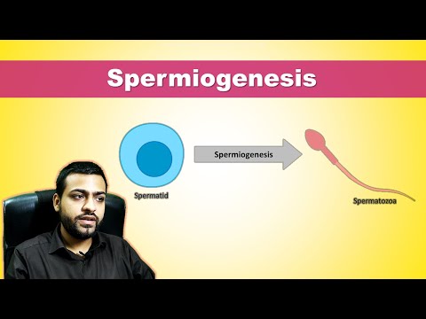 Spermiogenesis & Acrosome formation - Formation of spermatozoa from spermatids