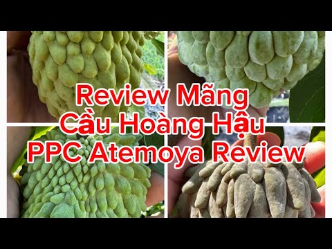 Review of Soursop Queen. Review of PPC Atemoya Taste Test