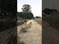My Dog Speed 50 Km H Trendingshorts Foryou Youtubeshorts Dogs