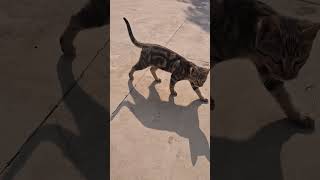 Download lagu Cute bond😻😻#viral #cat #subscribe #shortvideos #youtubevideo mp3 Download lagu Cute bond😻😻#viral #cat #subscribe #shortvideos #youtubevideo mp3