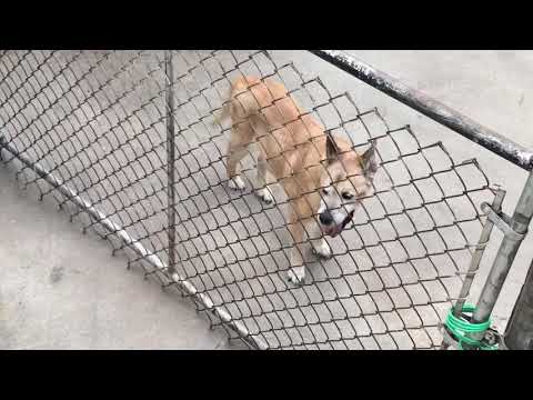 New Funny Vieos Dog Record Camera Outside Comedy Animal