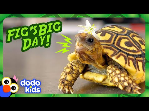 Baby Tortoise Wears Flower Hats And Goes On Adventures! | Dodo Kids