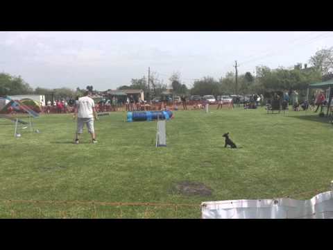 Apollo - VI. Monor agility kupa 2016.04.23 mini A1 agility 2. hely