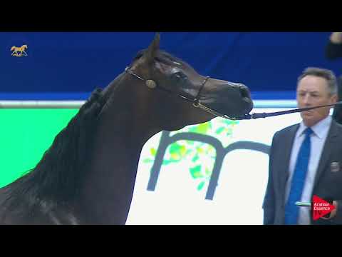 N.87 EXPRESSAJ TV - Dubai 2019 - Mares in age 4- 6 years old