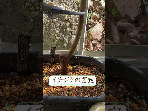 園芸 しだれイチジクの木