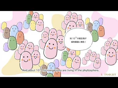 植物葉面に棲息する C1 微生物　京都大学大学院農学研究科　白石 晃將