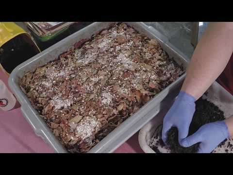 Diving worms close-ups time-lapse