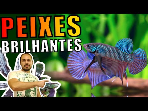 🔴TOP 5 GLOWING FISH FOR AQUARIUMS |Mr. Betta|