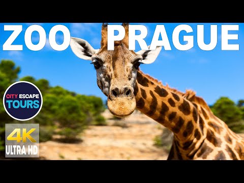 Prague Zoo in 4K – A Family Adventure with Exotic Animals