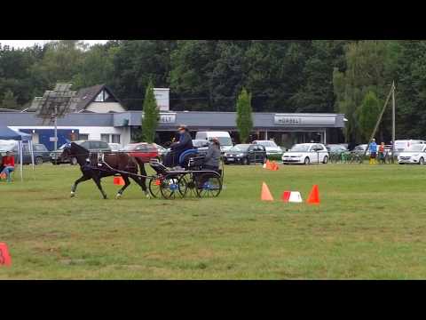 Fahrturnier Lette 17.9.2016