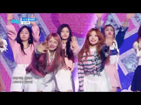【TVPP】 SONAMOO - ' I Think I Love U', 소나무 - '나 너 좋아해?' @ Show Music Core Live