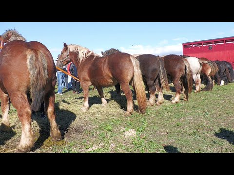 Cai grei  Anghel de la Bulgăruș - Timiș 2022