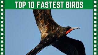 Top 10 Fastest Flying Birds In the World| Top 10 Clipz