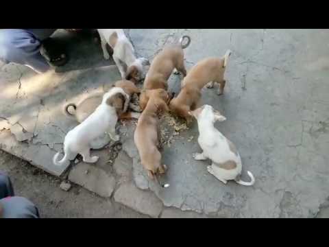 Puppy (Galudiya)
