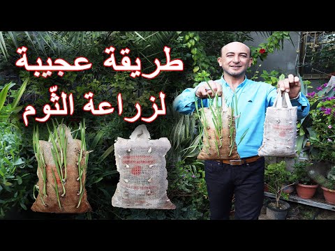 , title : 'زراعة الثوم في اكياس الخيش, زراعة الثوم, الزراعة في اكياس الخيش, Planting Garlic in Burlap Bags'