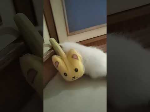 dog#shorts#viral#Yaksha Geetha vlogs