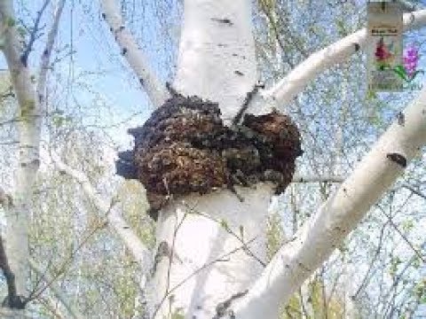 чага