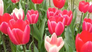 Holland Travel: Tulip Bike Tour- The Netherlands Travel Video Postcard