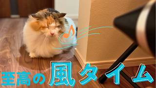 飼い主がドライヤーを使うと絶対に自分も浴びに来る北欧猫ｗ【保護猫/黒猫&シャム猫/シャムミックス&ノルウェージャンフォレストキャット】 #cat