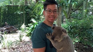 Animals of Australia: Lone Pine Koala Sanctuary + Australia Zoo (2017)