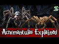 Acromantulas Explained The Story Of Aragog