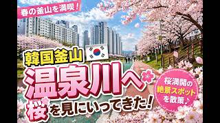 【부산】釜山・温泉川の桜が想像以上だった…満開の絶景散歩とお祭り🌸