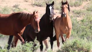 Wild Horse Band at Sand Wash Basin