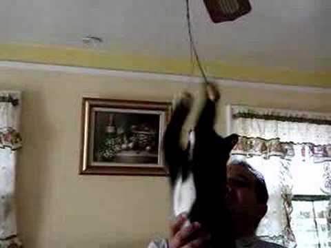 glenny y el ventilador