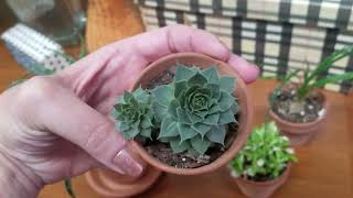 Houseplant Tour - My Office! | November 2019