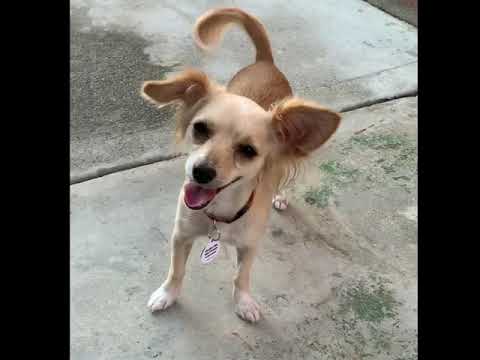 Nyla, an adopted Chihuahua Mix in Glendora, CA_image-1