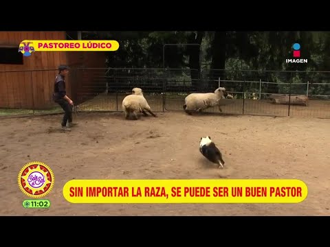 Pastoreo lúdico: ¿cualquier raza de perro puede hacerlo? | Ana Alicia Alba | Sale el Sol
