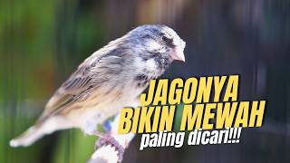 Download lagu Masteran Blackthroat Gacor SUARA JERNIH GAMPANG MASUK buat KENARI PAUD BELAJAR BUNYI CENGKOK MEWAH mp3