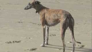 preview picture of video 'Spanish greyhound racing at the beach (Bergen aan Zee)'